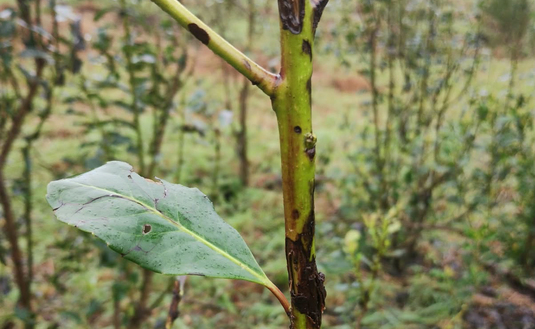 Imagen de Granizo en yerbales: c&oacute;mo evaluar los da&ntilde;os y ayudar a la recuperaci&oacute;n de las plantas