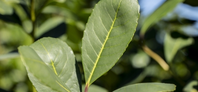 Imagen de Normativa vigente