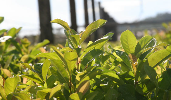 Imagen de Asistencia a pequeños productores para la compra de motoguadaña